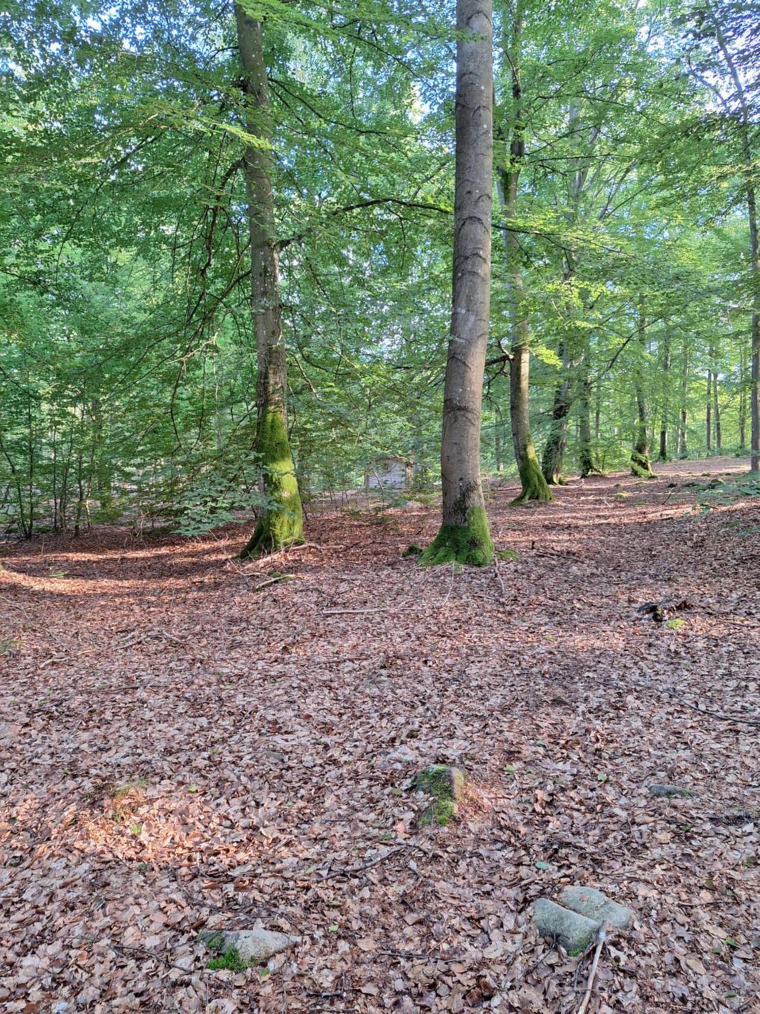 Bjaernhultsgardens Stugor Linderod Zewnętrze zdjęcie